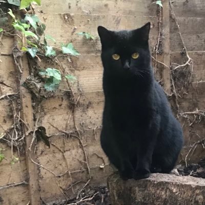 Profile Picture of Laurence Overend (@LaurenceOverend) on Twitter