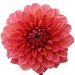 Profile Picture of Janet zarate (@janet_zarate1222) on Pinterest