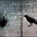 Profile Picture of charles taitt (@charlestaitt) on Pinterest