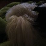Profile Picture of Snuggles (@alsup.kim) on Instagram