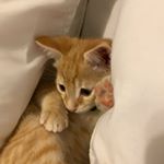 Profile Picture of Drizzy Milliner Joseph (@drizzy5.3.2019) on Instagram