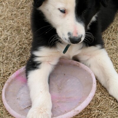 Sam Fidler - Twitter Profile Picture of Sam Fidler (@SDFidler) on Twitter