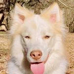 Profile Picture of odie the wolf (@odiethewolf) on Instagram