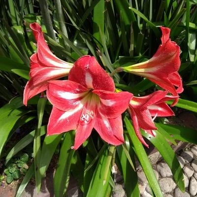 Profile Picture of Yolanda Murillo Triviño (@YoliMurillo99) on Twitter