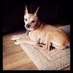 Profile Picture of Deanna Benson (@island6187) on Instagram