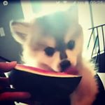 Profile Picture of Peter Lukacs (@peter_lukacs.bossul) on Instagram