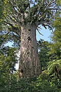 Profile Picture of Agathis australison Wikipedia