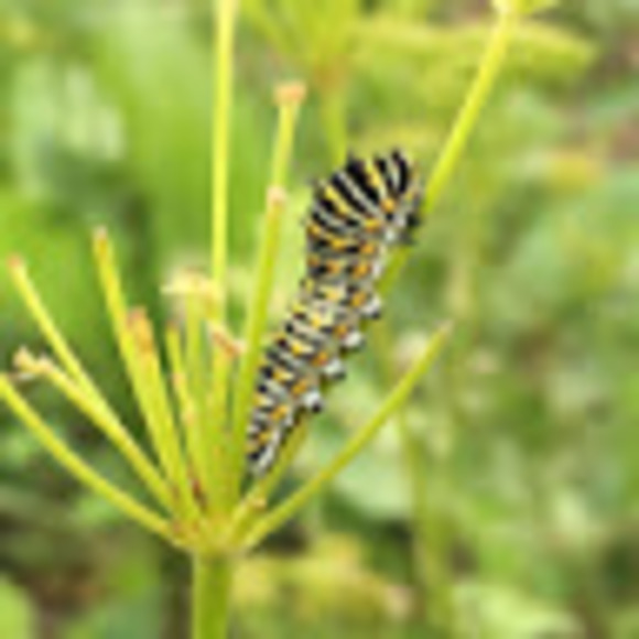 Profile Picture of Jade Tanner (@jade_tanner) on Poshmark