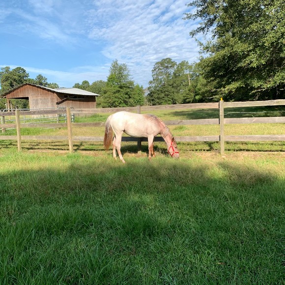 Profile Picture of Pamela Bartholomew deaville (@pippunkspal) on Poshmark