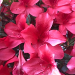 Profile Picture of Cecilia Gonzalez (@ceciliagonzalezana) on Flickr