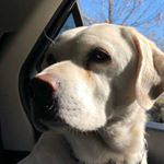 Profile Picture of Lundy🐾 (@lundy.quinn) on Instagram