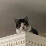 Profile Picture of Adam Glynn (@glynn8786) on Instagram