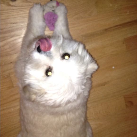 Profile Picture of Isabelle Hamilton (@hisabelle) on Poshmark