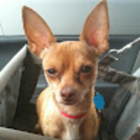 Profile Picture of Josh Mandell (@mandelljosh) on Poshmark