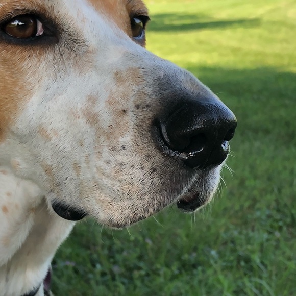 Profile Picture of Mimi Laplace (@foxhoundlover) on Poshmark