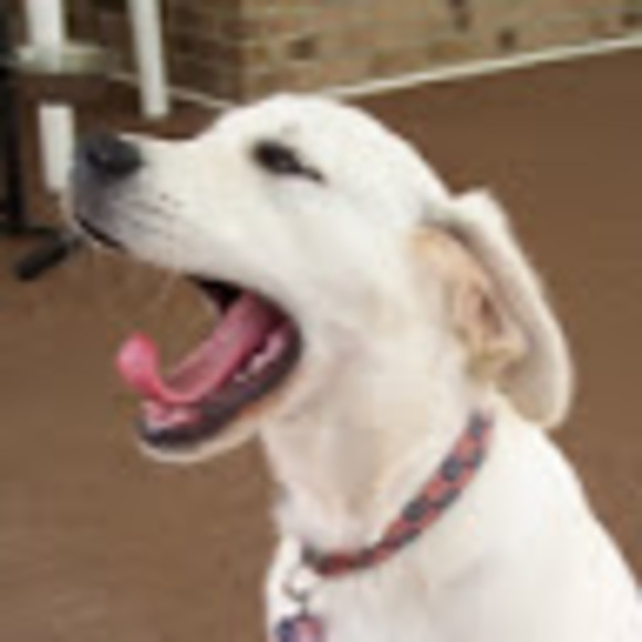 Amanda Sublett - Poshmark Profile Picture of Amanda Sublett (@alsublett2003) on Poshmark