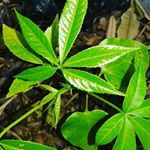 Profile Picture of Justin bieber (@_jason._bieber_) on Instagram