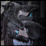 Profile Picture of Mystic Muse Nyx (@mystic.muse.nyx) on Flickr