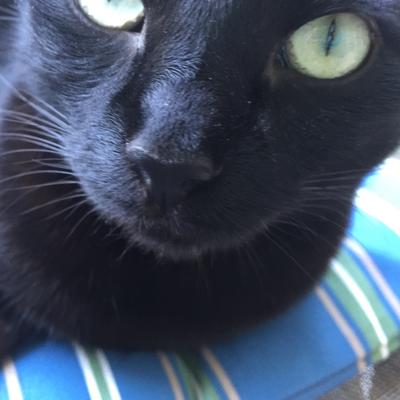 Profile Picture of Lori Mo (@itslmo) on Twitter