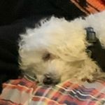 Profile Picture of Michael Davidman (@puccinimd) on Instagram