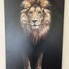 Profile Picture of Tommy (@tommy_de_lion) on Tiktok