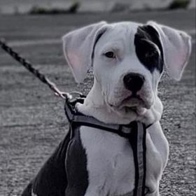 Profile Picture of Steve OHH (@1Steveohh) on Pinterest