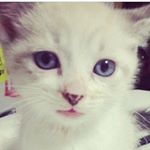 Profile Picture of Toby.Ward (@toby_the_kitcat) on Instagram