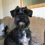 Profile Picture of Steve Tibbs (@stevetibbs) on Instagram