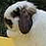 Profile Picture of Booksbunni (@booksbunni) on Flickr