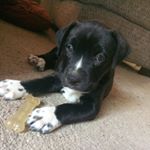 Profile Picture of Brandon Devero (@brandon_devero) on Instagram