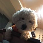 Profile Picture of mr. sasha terrier (@sasha_kocholo95) on Instagram