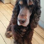 Profile Picture of Rolo Dockerill (@rolothecockerspaniel) on Instagram