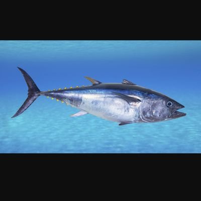 Terrorizing Joel Orcutt With Pictures Of Tunas - Twitter Profile Picture of Terrorizing Joel Orcutt With Pictures Of Tunas (@joel_orcutt) on Twitter