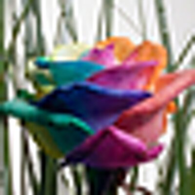 Profile Picture of Trish Gibson (@gayrainbow) on Twitter