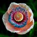 Profile Picture of Hazel Shapiro (@hazelshapiro) on Pinterest