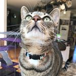 Profile Picture of Bruce, Leo And Salem (@bruceleoandsalem) on Instagram