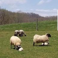 Profile Picture of Pamela Calhoun (@PamelaC84246312) on Twitter