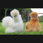 Profile Picture of Chaiyasit Horthong (@chaiyasithorthong) on Instagram