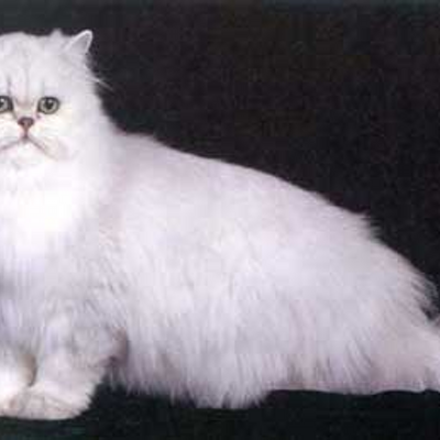 Profile Picture of Vince  Rodrigues (@vincerodrigues2) on Twitter