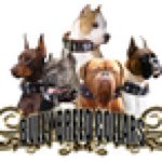 Profile Picture of Gary (@bullybreedcollars) on Instagram