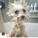 Profile Picture of Alice Grunfeld (@alicegrunfeld) on Instagram