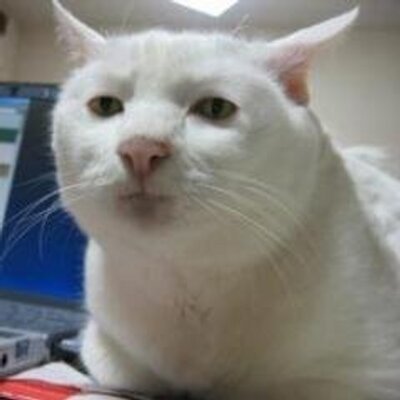 Profile Picture of Boring Bob (@ItsBoringBob) on Twitter