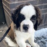 Profile Picture of Kevin Rupert Gniewek ♡ (@life.of.kev) on Instagram