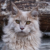 Maciej Kaczynski - Youtube Profile Picture of Maciej Kaczynski (@lantandill) on Youtube