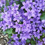 Profile Picture of andrew heaps gardening (@andrewheapsgardening) on Instagram