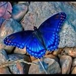 Profile Picture of Theresa Devin Regan (@theresaregan) on Instagram