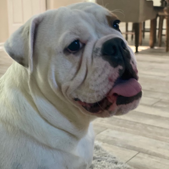 Profile Picture of Luis Guzman (@luisguzman261) on Poshmark