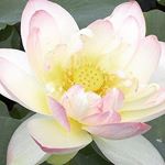 samar hamadeh - Instagram Profile Picture of samar hamadeh (@hamadehsamar) on Instagram