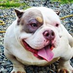 Profile Picture of ivan zepeda (@camp_tiny_bullies) on Instagram