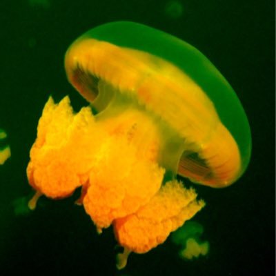 Profile Picture of Yuyu Chen (@YuyuChen1) on Twitter